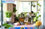 Tổng hợp 20 loại cây hút khí độc trong nhà