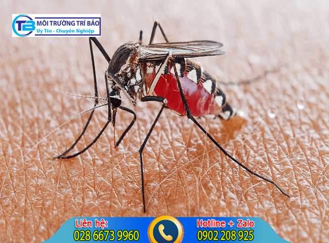 C&aacute;ch khử m&ugrave;i dầu gi&oacute; v&agrave; muỗi