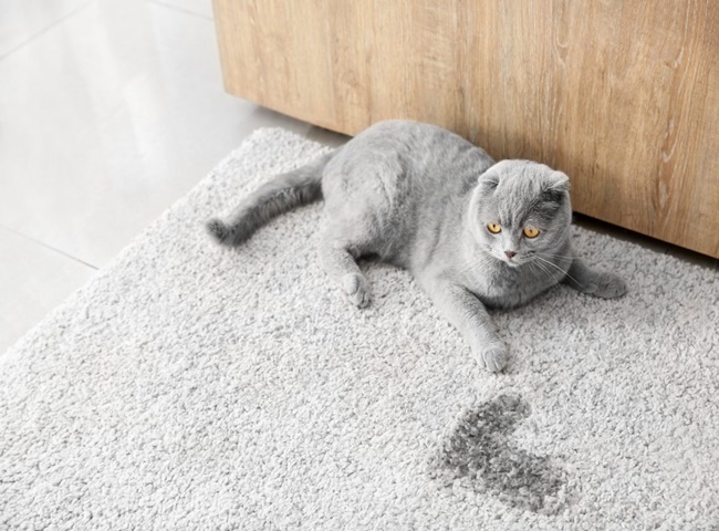 V&igrave; sao nước tiểu m&egrave;o c&oacute; m&ugrave;i kh&oacute; chịu