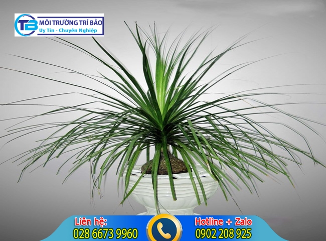 C&acirc;y trồng trong nh&agrave; kh&ocirc;ng cần &aacute;nh s&aacute;ng v&agrave; lan b&igrave;nh rượu