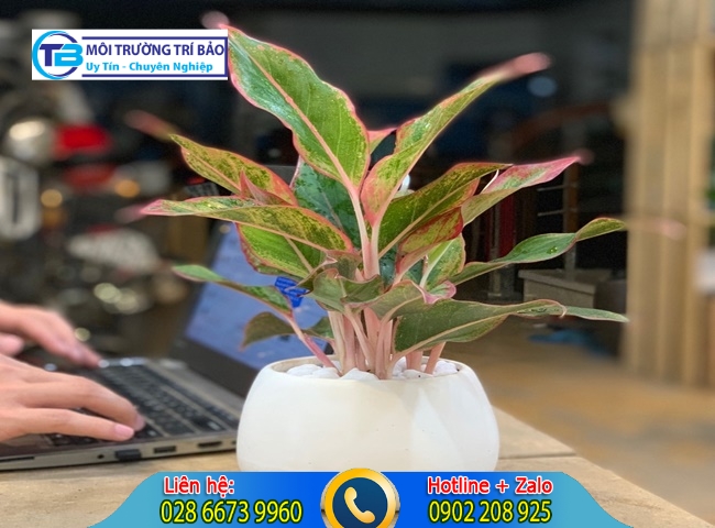 C&acirc;y trồng trong nh&agrave; kh&ocirc;ng cần &aacute;nh s&aacute;ng v&agrave; c&acirc;y ph&uacute; qu&yacute;