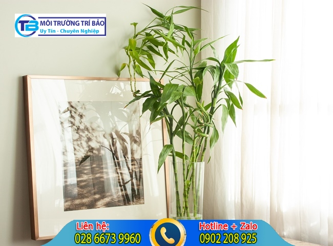 C&acirc;y trồng trong nh&agrave; kh&ocirc;ng cần &aacute;nh s&aacute;ng v&agrave; tre may mắn