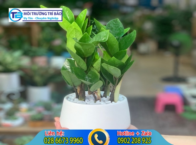 C&acirc;y trồng trong nh&agrave; kh&ocirc;ng cần &aacute;nh s&aacute;ng v&agrave; c&acirc;y kim tiền