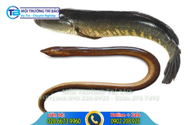 D&ugrave;ng lươn để th&ocirc;ng cống.