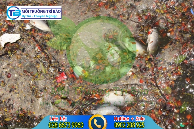C&aacute; chết do nước thải.