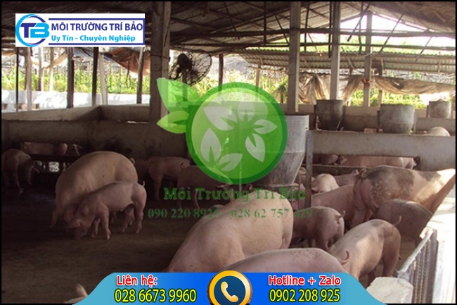 &Ocirc; nhiễm kh&ocirc;ng kh&iacute; do c&aacute;c trại chăn nu&ocirc;i