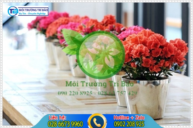 Đỗ Quy&ecirc;n l&agrave; c&acirc;y trồng trong nh&agrave; tắm c&oacute; khả năng khử m&ugrave;i c&ograve;n gi&uacute;p l&agrave;m đẹp cảnh quan cho nh&agrave; vệ sinh