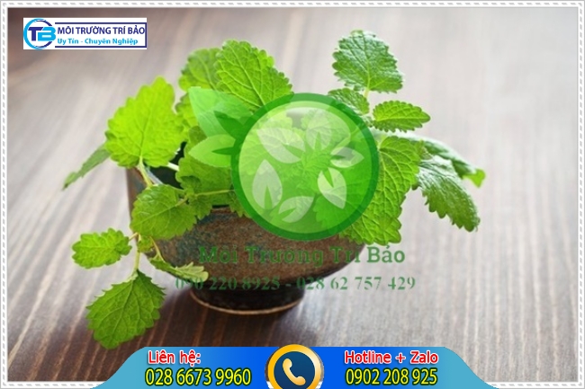C&acirc;y bạc h&agrave; l&agrave; c&acirc;y trồng trong nh&agrave; vệ sinh c&oacute; khả năng khử m&ugrave;i vượt trội