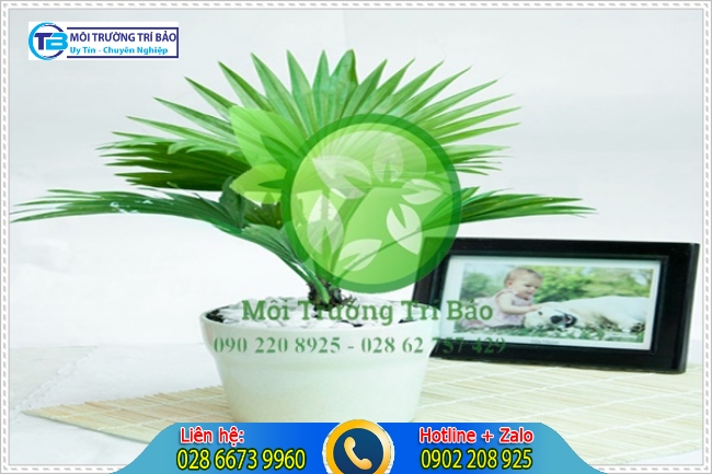 C&acirc;y trồng trong nh&agrave; tắm c&oacute; khả năng khử m&ugrave;i h&ocirc;i hiệu quả l&agrave; c&acirc;y cọ cảnh