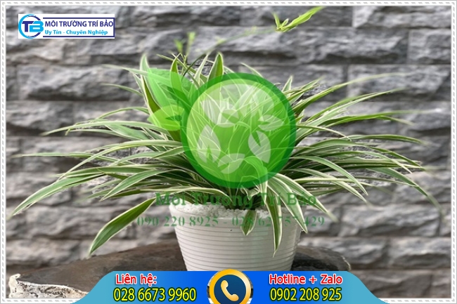 C&acirc;y d&acirc;y nhện c&oacute; khả năng khử m&ugrave;i l&agrave; top những c&acirc;y trồng trong nh&agrave; vệ sinh