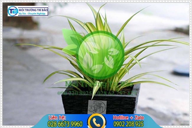 C&acirc;y trồng trong nh&agrave; vệ sinh c&oacute; khả năng khử m&ugrave;i h&ocirc;i kh&ocirc;ng k&eacute;m cạnh đ&oacute; l&agrave; c&acirc;y L&aacute; Dứa