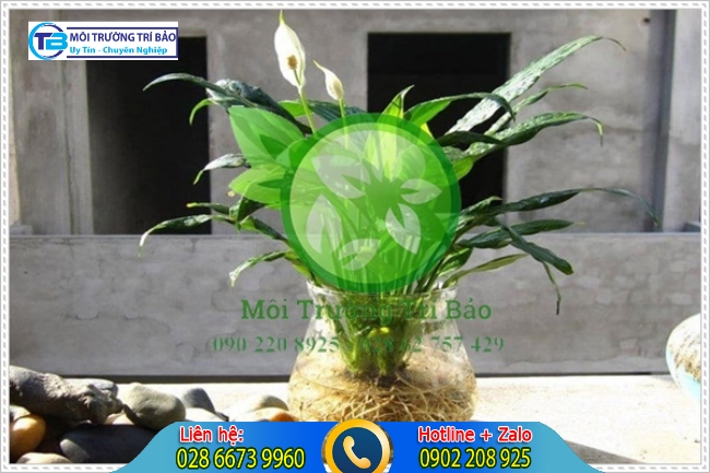 Lan Như &Yacute; l&agrave; c&acirc;y trồng trong nh&agrave; vệ sinh c&oacute; khả năng khử m&ugrave;i v&agrave; c&oacute; hương thơm m&aacute;t
