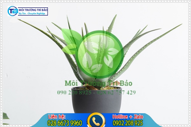 L&ocirc; hội l&agrave; c&acirc;y trồng trong nh&agrave; vệ sinh c&oacute; khả năng khủ m&ugrave;i tốt v&agrave; c&oacute; m&ugrave;i thơm nha đam
