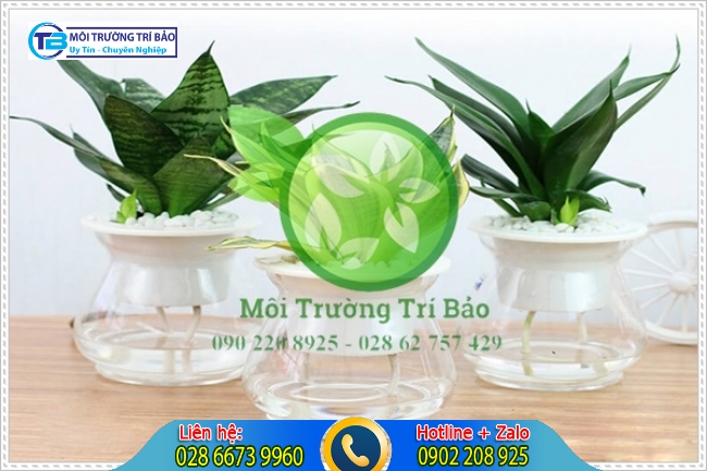 C&acirc;y lưỡi hổ l&agrave; c&acirc;y trồng trong nh&agrave; vệ sinh c&oacute; khả năng khủ m&ugrave;i h&ocirc;i tốt