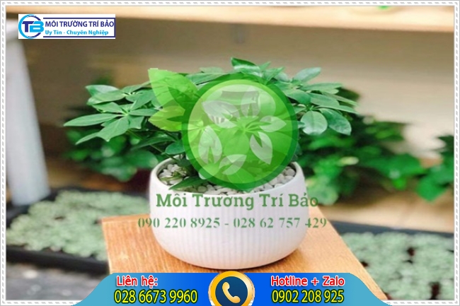 C&acirc;y trồng trong nh&agrave; vệ sinh c&oacute; khả năng l&agrave;m giảm lượng toluene, benezen từ kh&ocirc;ng kh&iacute;