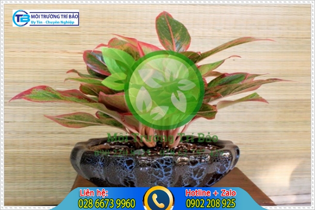 C&acirc;y Ph&uacute; Qu&yacute; l&agrave; loại c&acirc;y trồng trong nh&agrave; vệ sinh đem lại sự thẩm mỹ v&agrave; khả năng khử m&ugrave;i