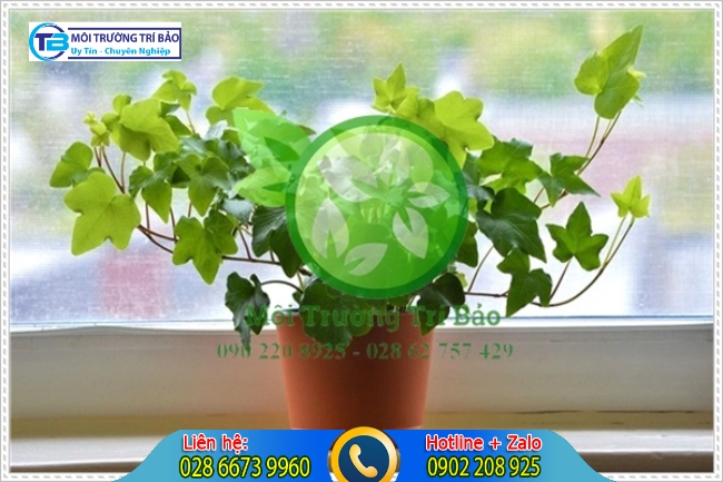 C&acirc;y trồng trong nh&agrave; vệ sinh c&oacute; khả năng tươi tốt quanh năm v&agrave; khủ m&ugrave;i h&ocirc;i tốt đ&oacute; l&agrave; c&acirc;y Thường Xu&acirc;n