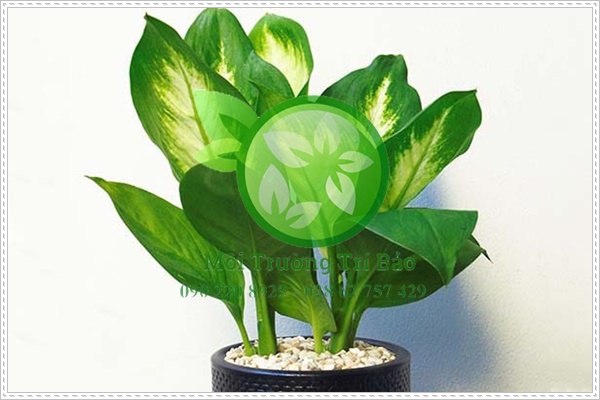 C&acirc;y trồng trong nh&agrave; vệ sinh c&oacute; tuổi thọ l&ecirc;n đến 100 năm