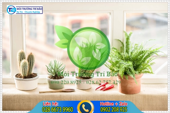 Khử m&ugrave;i h&ocirc;i ph&ograve;ng bằng c&acirc;y xanh