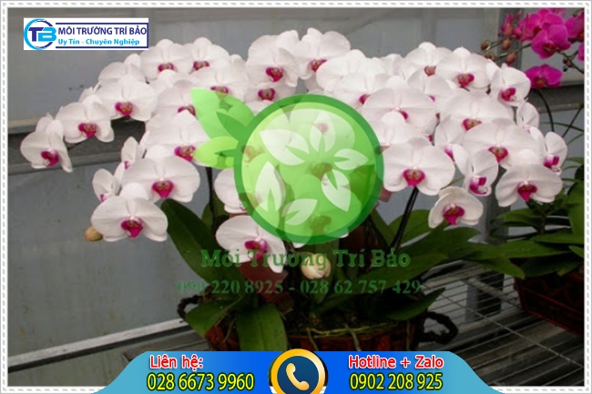 Lo&agrave;i Lan l&agrave; c&acirc;y trồng trong nh&agrave; vệ sinh c&oacute; thể khử m&ugrave;i v&agrave; tạo thẩm mỹ cao