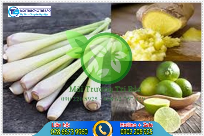 Khử m&ugrave;i h&ocirc;i trong ph&ograve;ng bằng sả