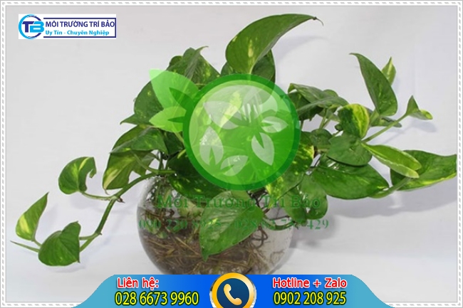 C&acirc;y trồng trong nh&agrave; vệ sinh ưa ẩm l&agrave; c&acirc;y trầu b&agrave; với khả năng khử m&ugrave;i