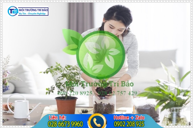 Hướng dẫn c&aacute;ch chăm s&oacute;c c&acirc;y trồng trong nh&agrave; vệ sinh