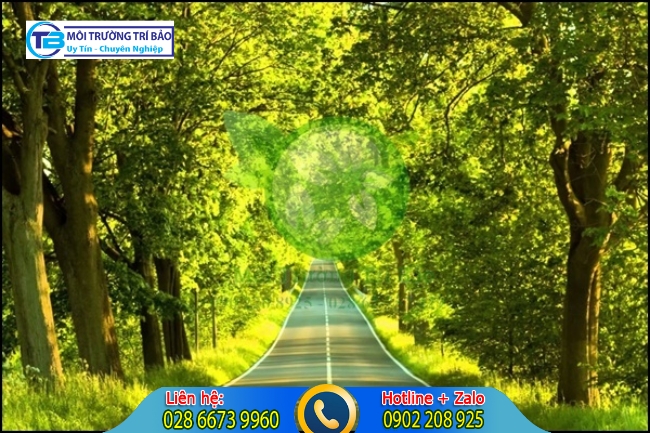 Xử lý hố ga có mùi hôi bằng cây xanh